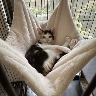 かわいい三毛女