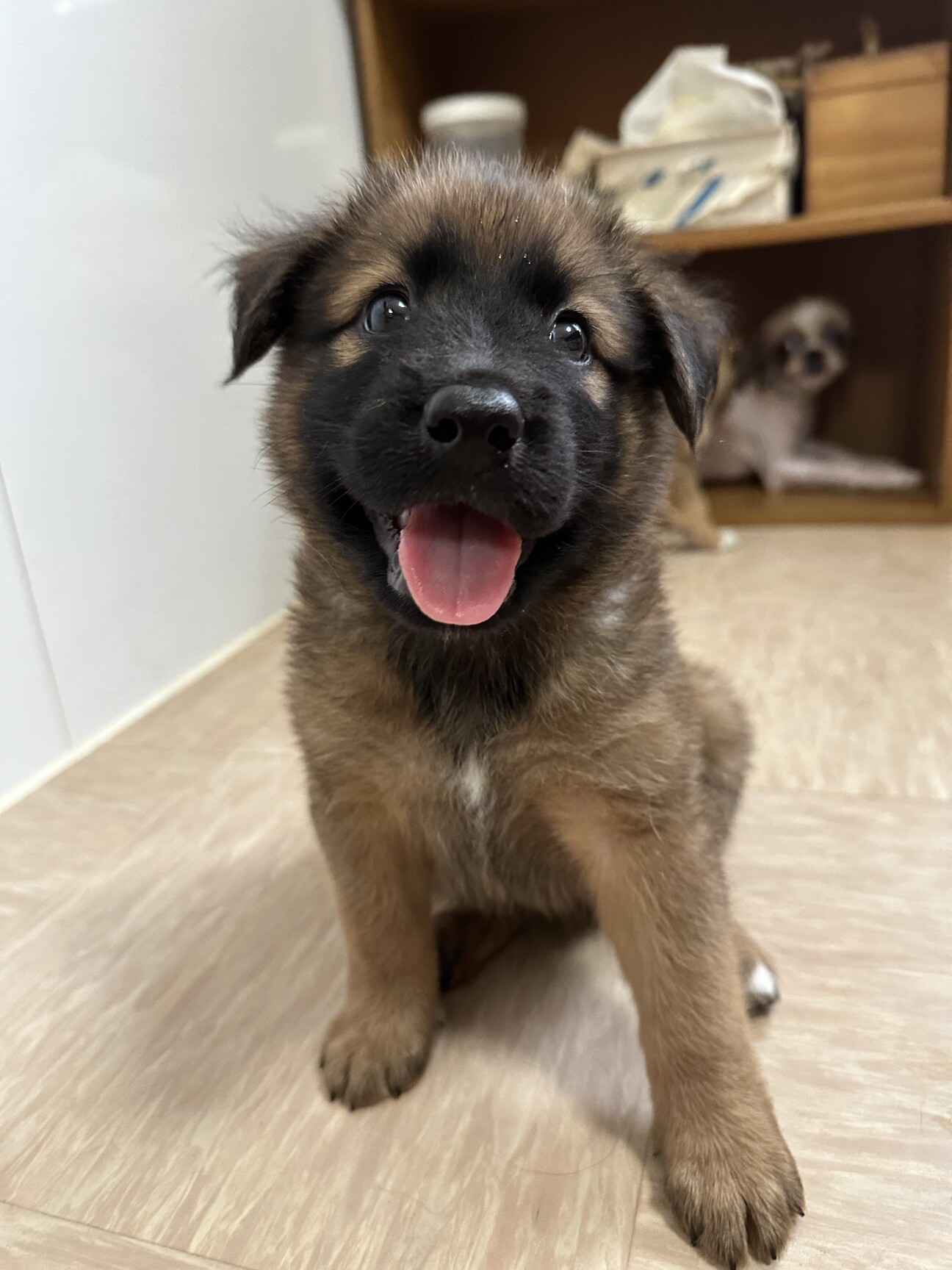 生後1ヶ月半ミックス子犬」埼玉県 - 犬の里親募集(497344