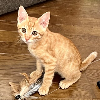 5兄弟の子猫 活発な茶トラ 男の子①