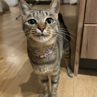 10/6譲渡会参加！唯一無二の可愛さ！翠 3才