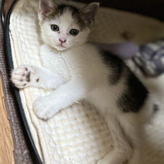 【珍】プチテイルのおっとり坊や