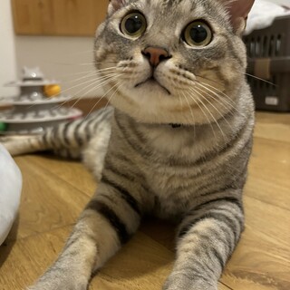 10/6譲渡会参加！抱っこが大好きなりっか君１才