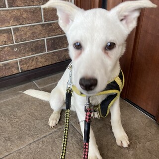 保健所からレスキュー！　甘えん坊のミント君！