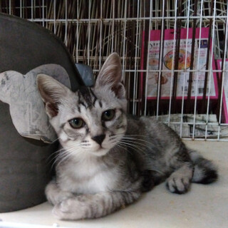 ちびっこサバトラ君