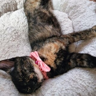 募集再開! 穏やかでマイペースなさび柄女の子３ヶ月