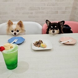 「ドックラン」サムネイル1