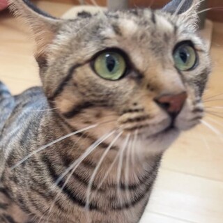 ワイルド毛色に可愛いお顔・ひなのちゃん