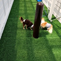 「ドックラン」サムネイル2