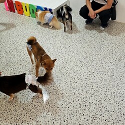 「ドックラン」サムネイル3