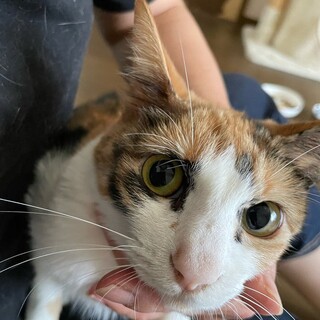 大きめお耳が可愛い三毛美人・矢羽根ちゃん