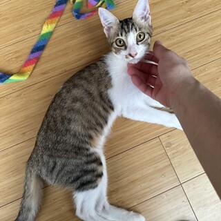 キジ白女子、すごく甘えん坊な楽ちゃん