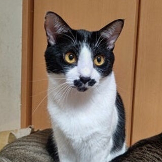 手はダルメシアン柄のかわいいハチワレ男の子