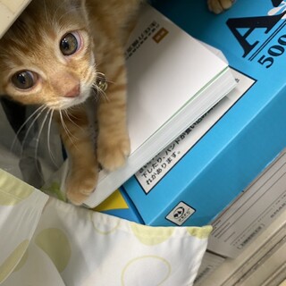 人懐こい生後1ヶ月くらいの茶トラの男の子です^ ^