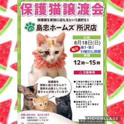 8月18日（日）島忠ホームズ所沢店譲渡会！