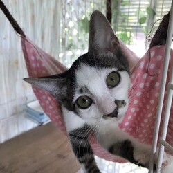 8月18日（日）島忠ホームズ所沢店譲渡会！ サムネイル2