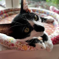 8月18日（日）島忠ホームズ所沢店譲渡会！ サムネイル3