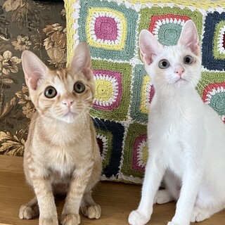 【9/29芝浦】甘えん坊姉妹が専用お膝を待ってます