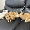 急募ネザーランドドワーフ８羽