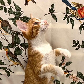 【12/8芝浦】お家で生まれた美猫兄妹すにふ