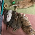 子うさぎさん、可愛がってくれる方募集