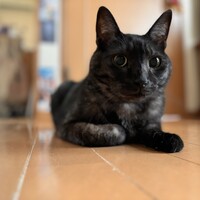 ジジ