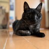 ジジ
