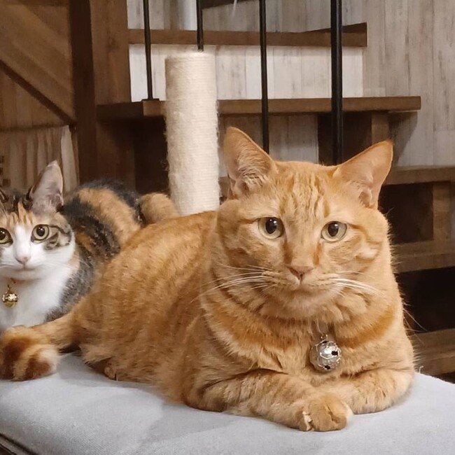 スマイルパパのカバー写真