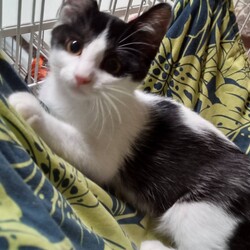 保護猫の譲渡会in小牧 サムネイル2