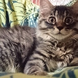 保護猫の譲渡会in小牧 サムネイル3