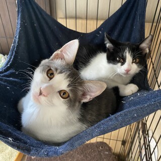 一緒に居たい兄妹仔猫❤　グレーのハチワレ兄＆白黒妹