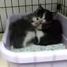 一緒に居たい兄妹仔猫❤　グレーのハチワレ兄＆白黒妹 サムネイル6