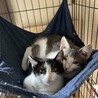 一緒に居たい兄妹仔猫❤　グレーのハチワレ兄＆白黒妹 サムネイル7