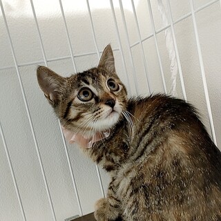 生後３ヶ月の元気な田舎っ娘