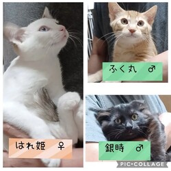 保護猫譲渡会@碧南市 サムネイル1