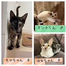 保護猫譲渡会@碧南市 サムネイル2