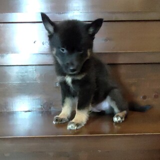 真っ黒で大きな耳の男の子『ゾロ』♂