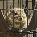 仲のいい男の子デグー