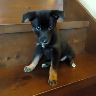 真っ黒でスマートな女の子『ナミ』♀