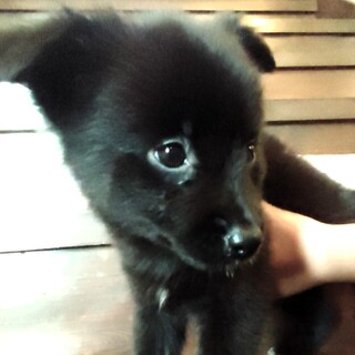 モフモフで好奇心旺盛な女の子『ロビン』♀