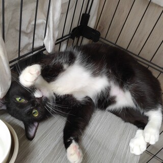 動物病院の保護猫 ゴロンゴロンできるよ！