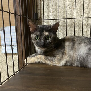 ナデナデOK♪サビ猫『紗々（さしゃ）』