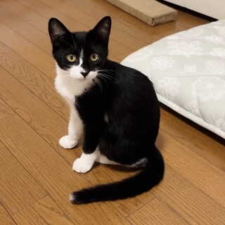 白黒ハチワレ子猫の里親様を募集いたします