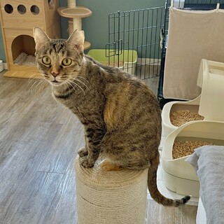 動物病院の保護猫・人が大好き！甘えん坊