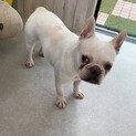 至急　フレンチブルドッグ