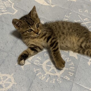 緊急子猫里親募集中！！