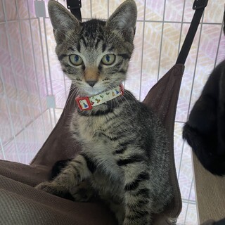 双子のお兄ちゃん☆ジャッキー♂