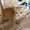 仔猫2匹 里親募集中！よろしくお願い致します！ サムネイル3