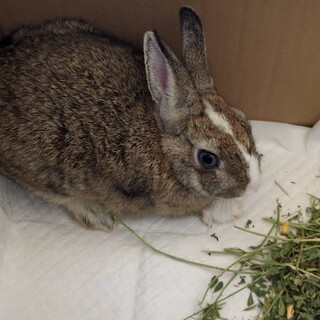 可愛いウサギさんの里親さん募集中