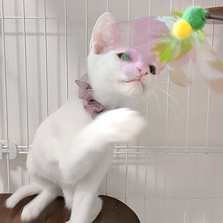 生後３ヶ月の温和なしろちゃん