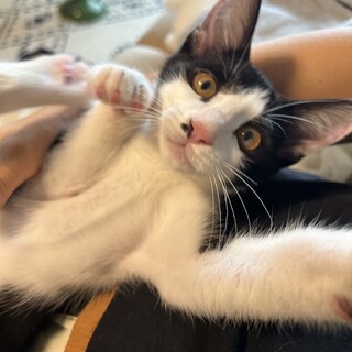 人懐っこいハチワレ子猫♡寄り添って寝てくれる男の子